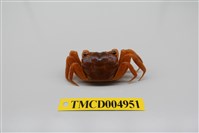 藏品(臺灣厚蟹)的圖片